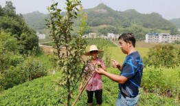 竹山农香最新爆料,带你走进神秘农产品世界